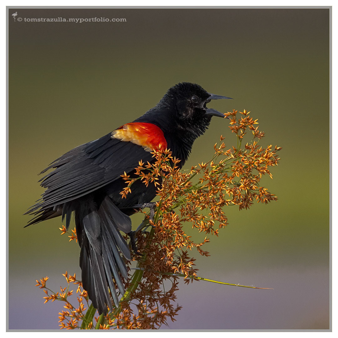 Red-winged Blackbird