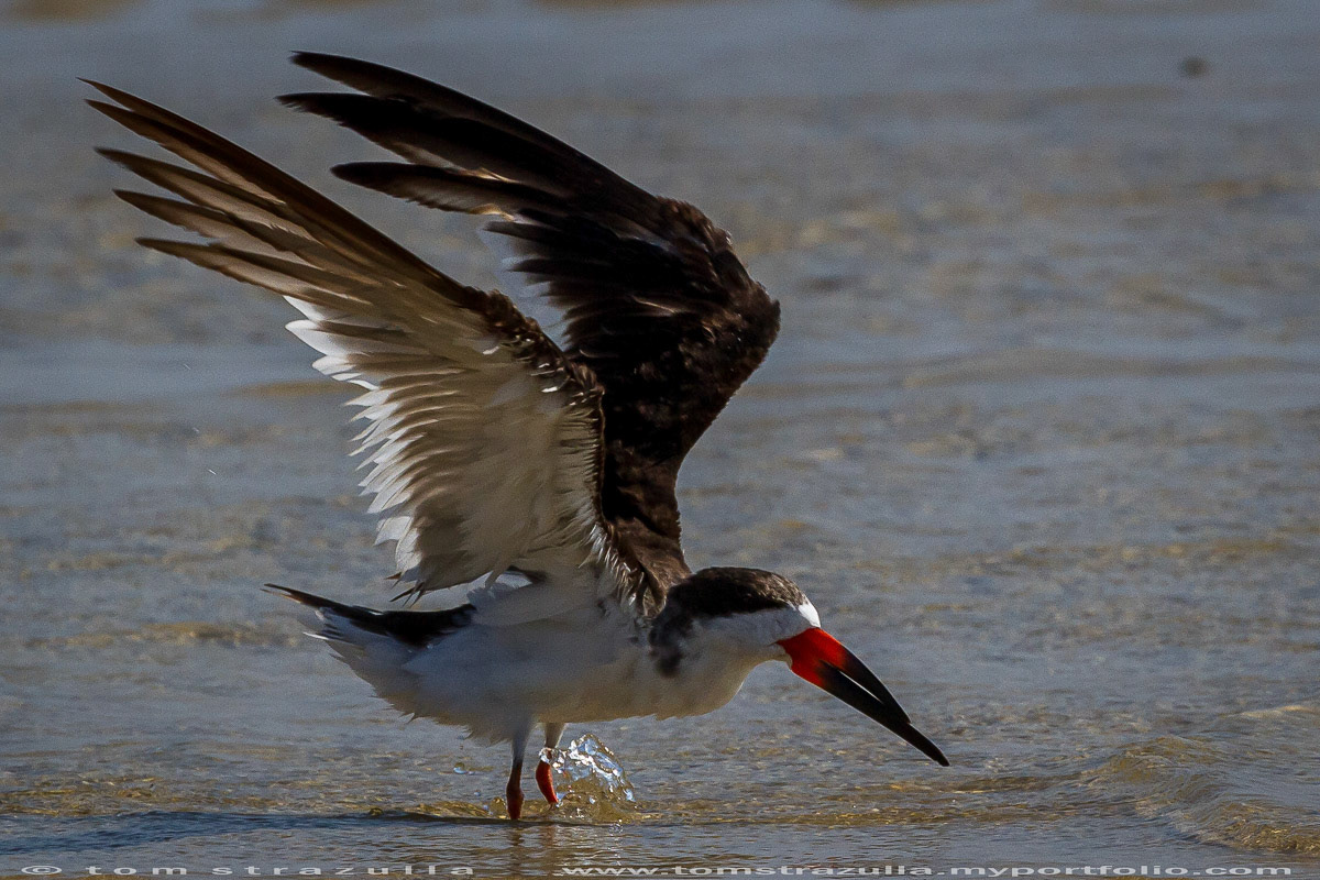 Black Skimmer