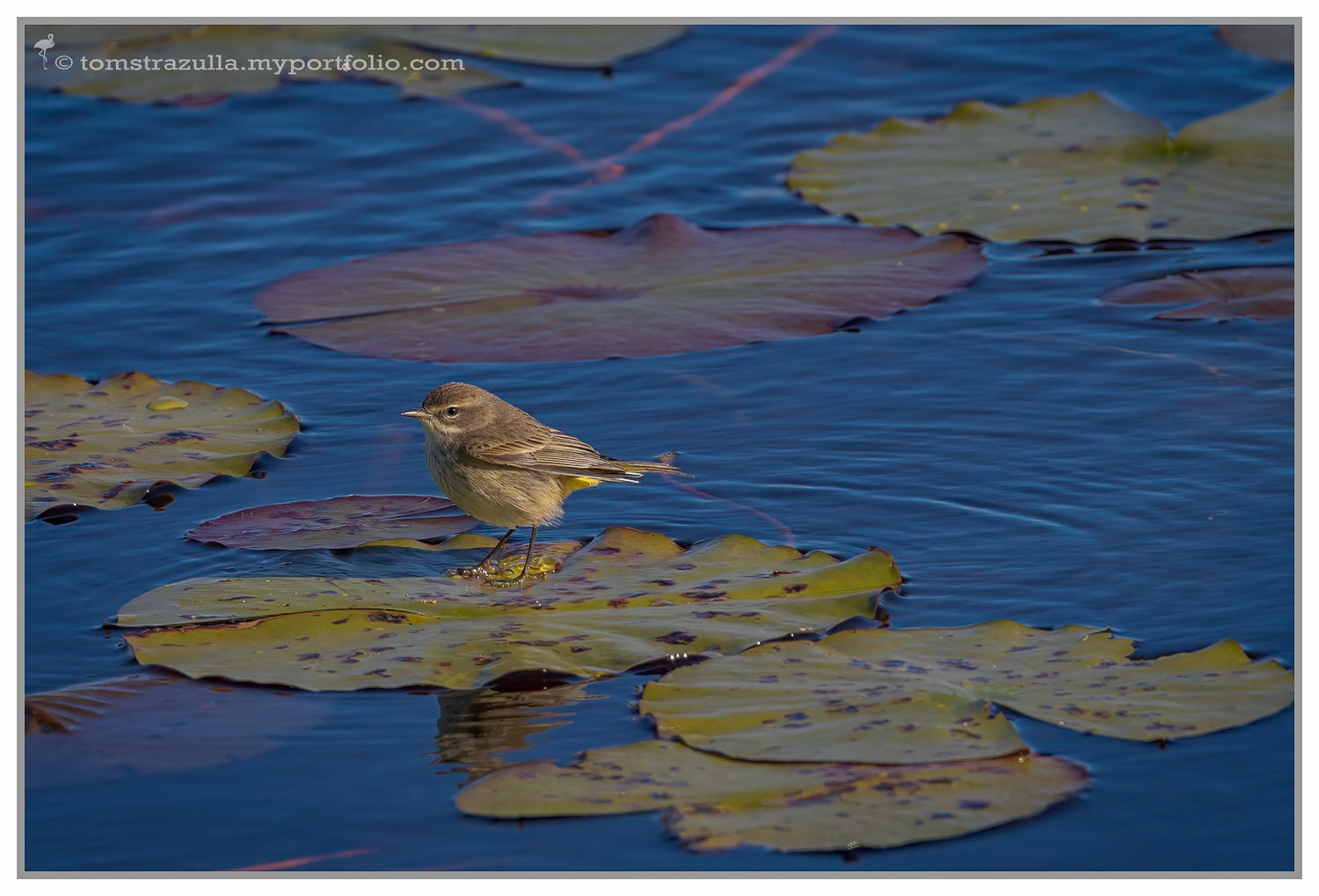 Palm Warbler