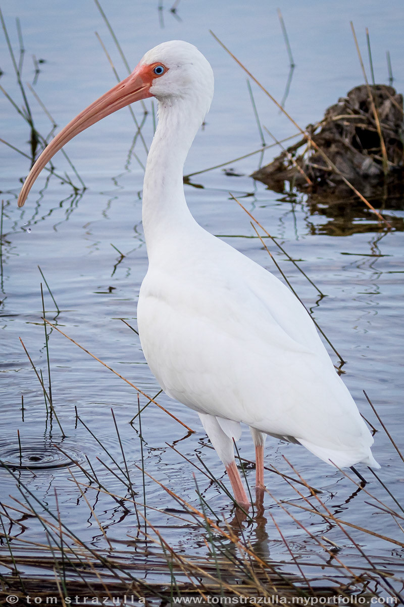 White Ibis