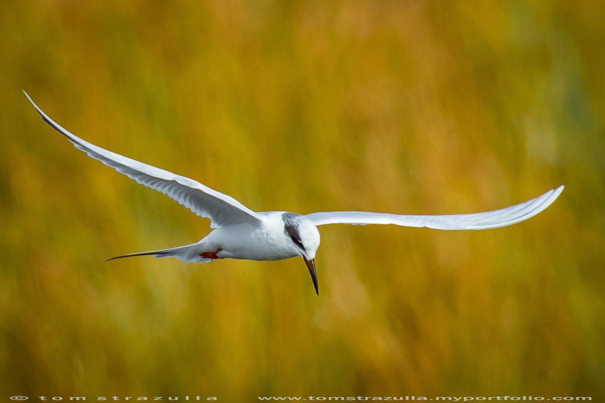 Forster's Tern