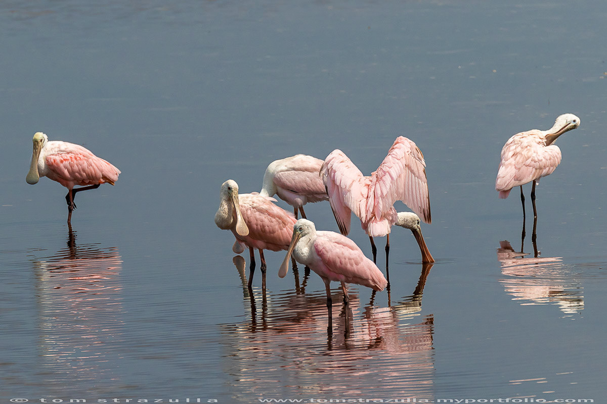 Roseate Spoonbill
