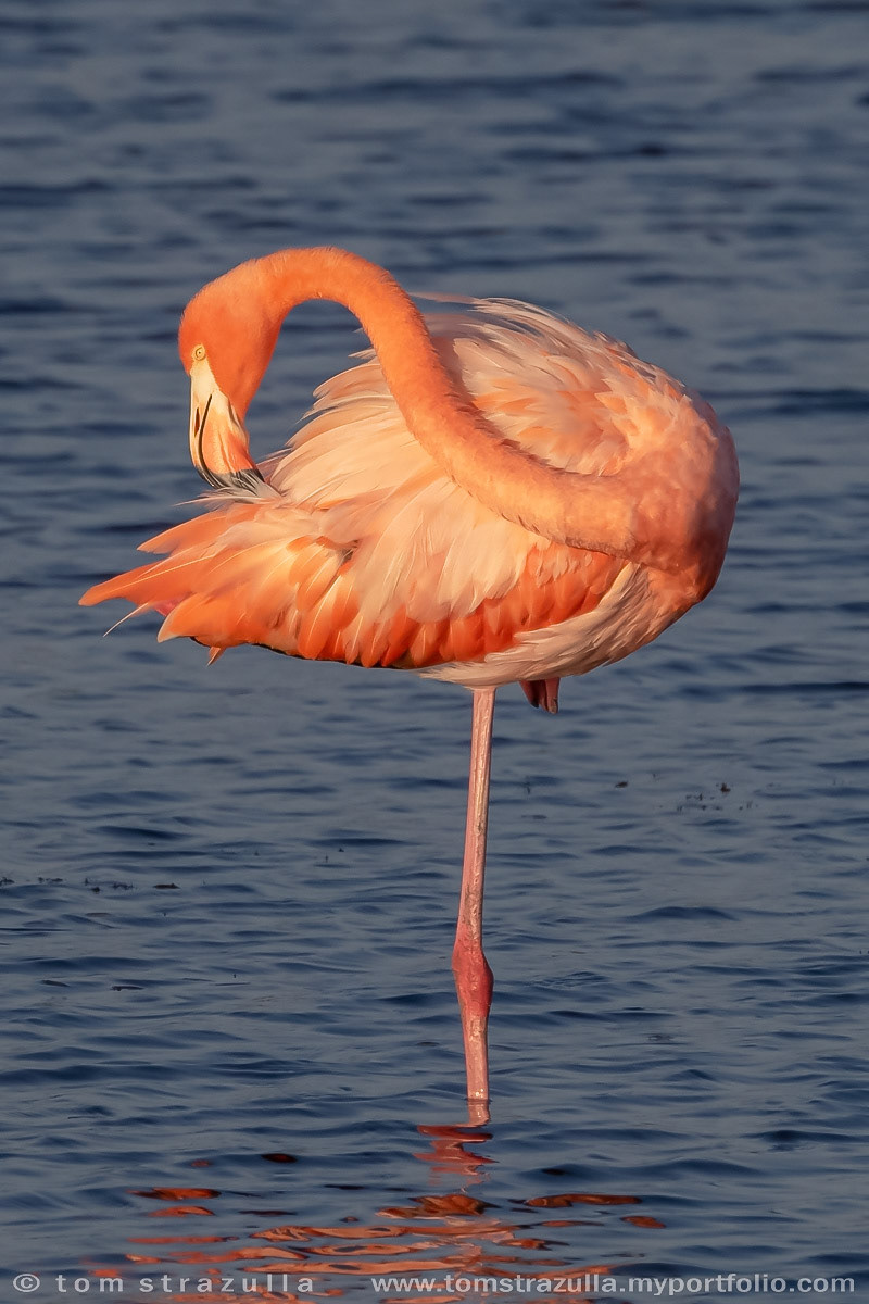 American Flamingo