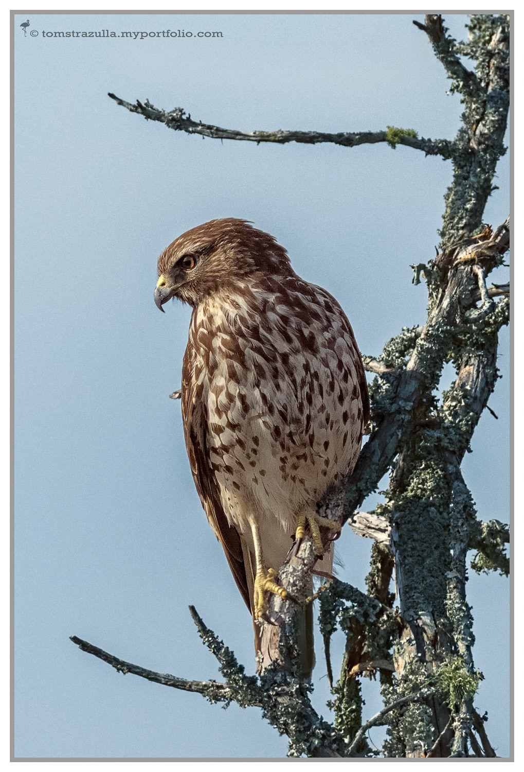 Red-shouldered Hawk (immature)