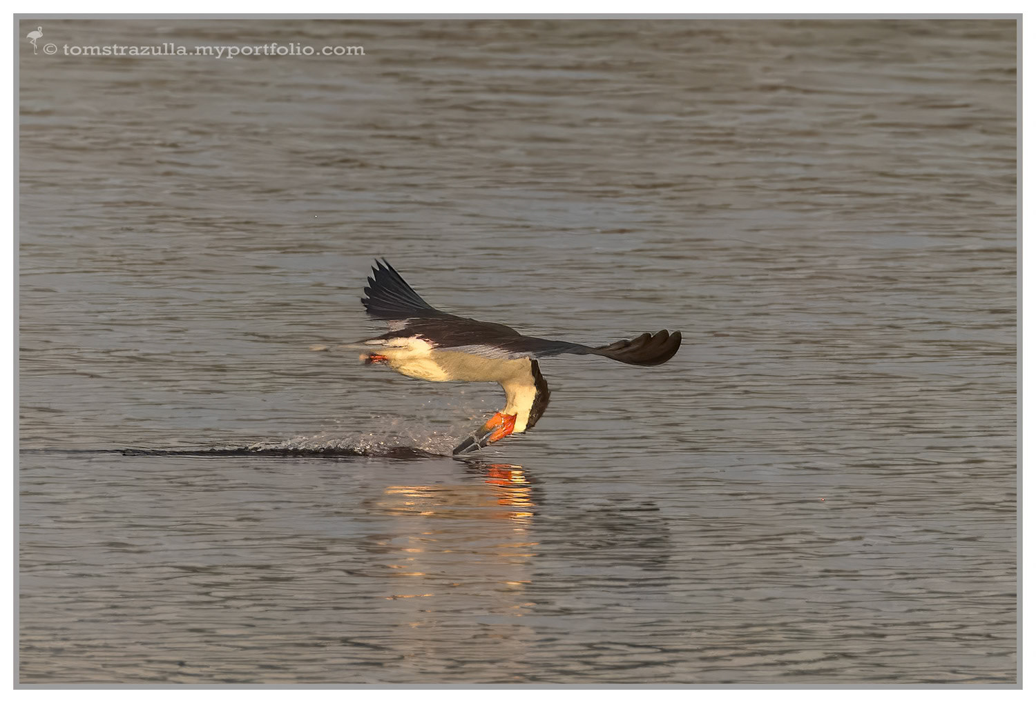 Black Skimmer