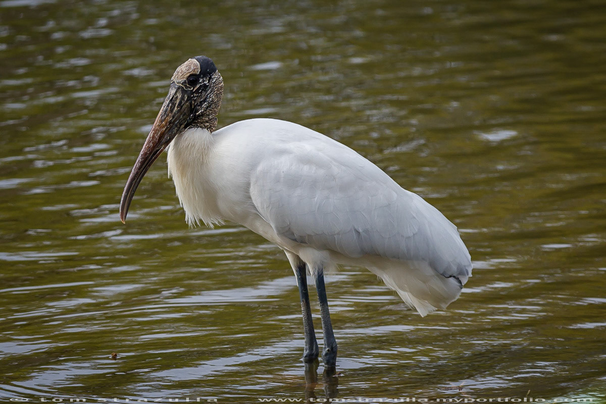 Woodstork