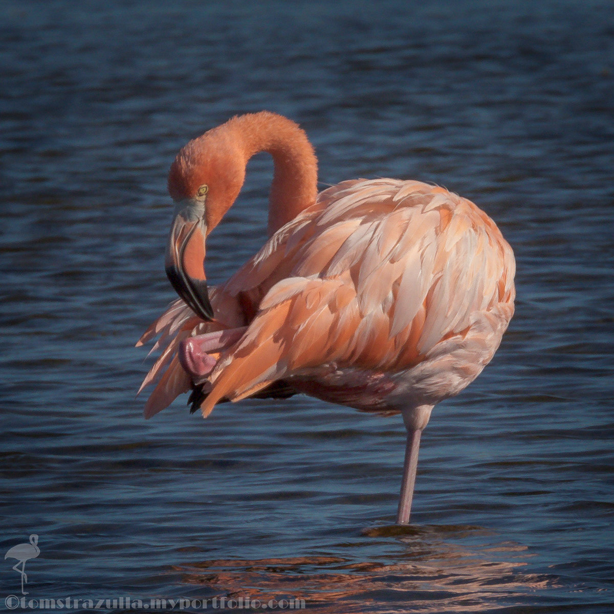 American Flamingo