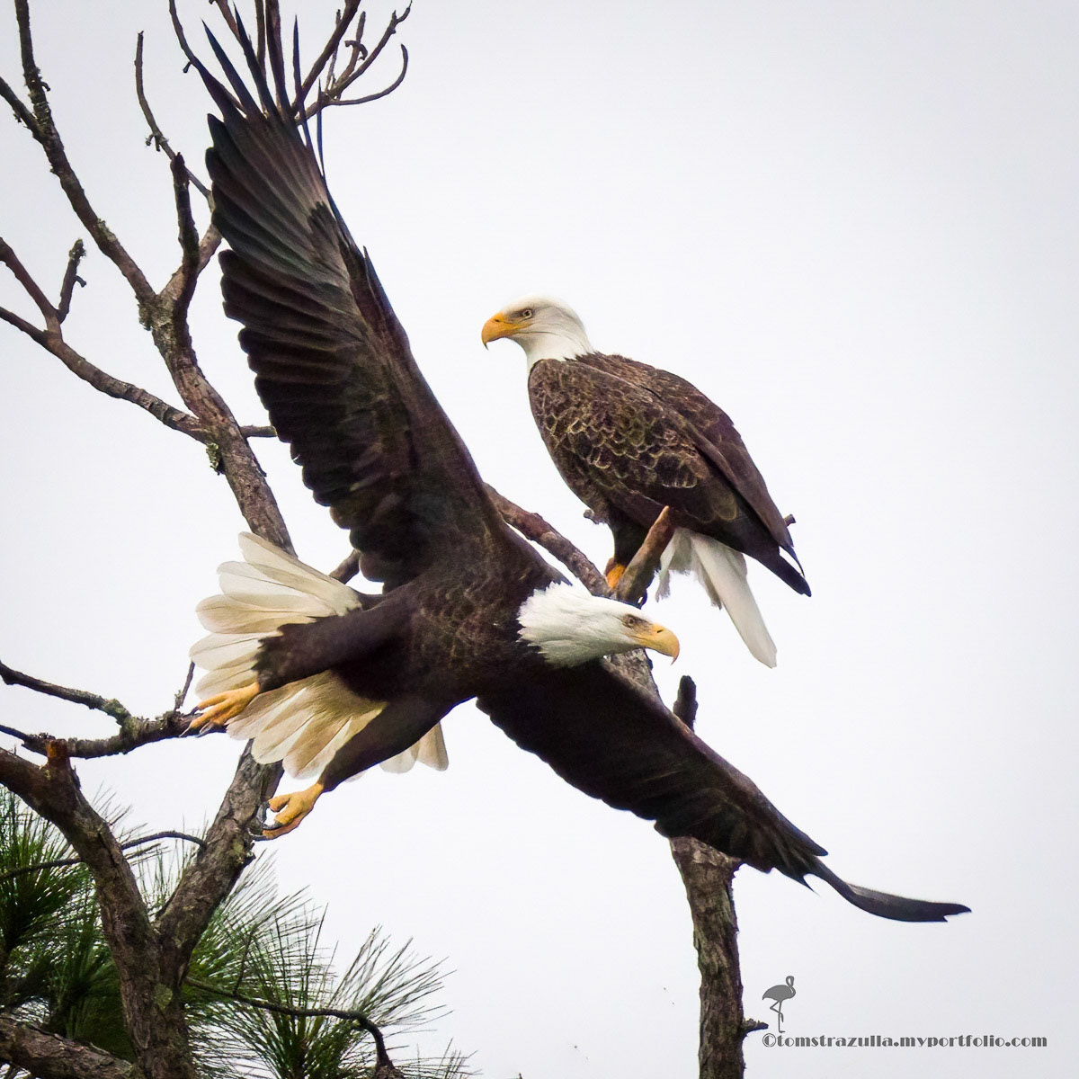 Bald Eagle