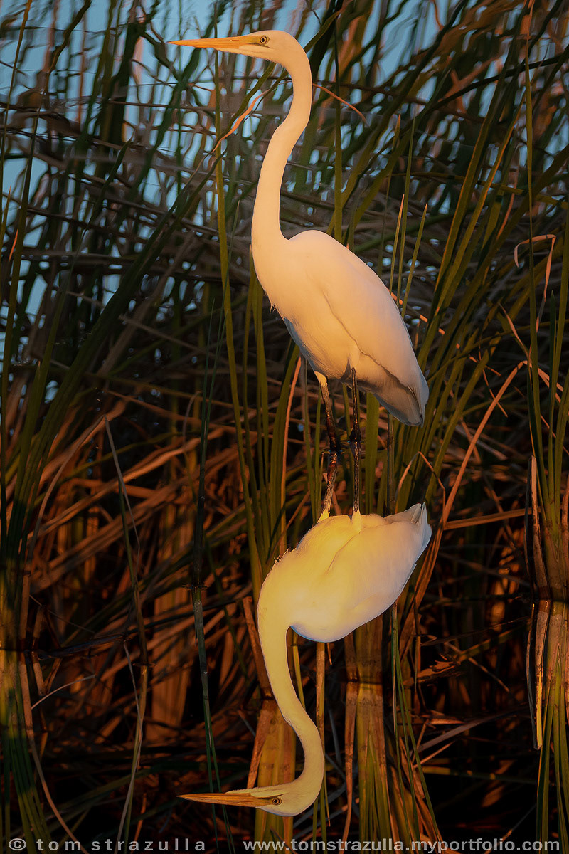 Great Egret