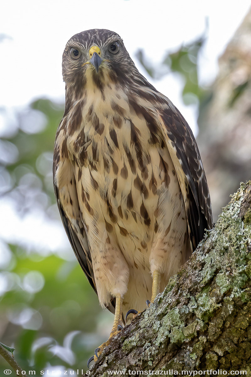 Red-shouldered Hawk
