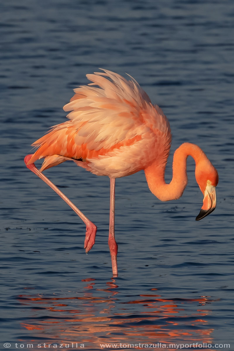 American Flamingo
