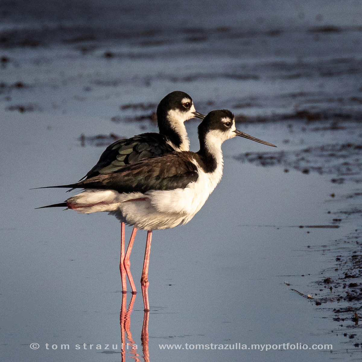 Black-necked Stilt