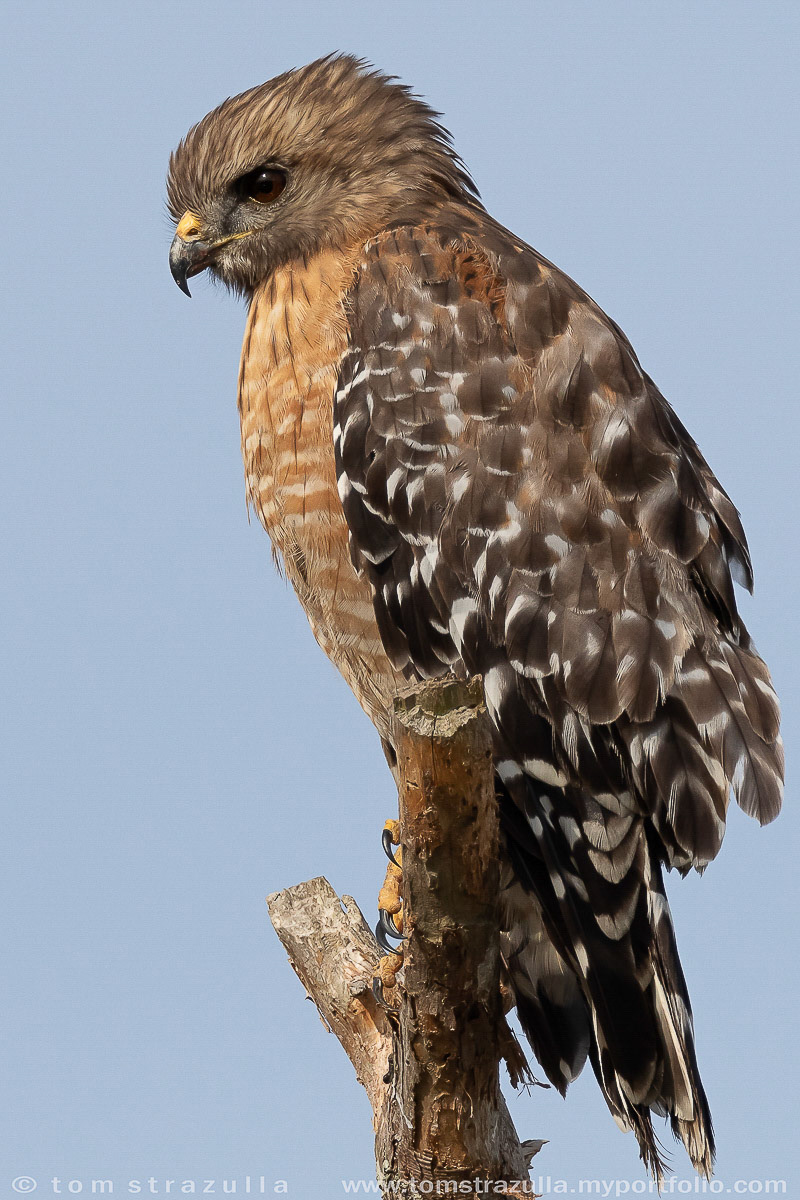 Red-shouldered Hawk