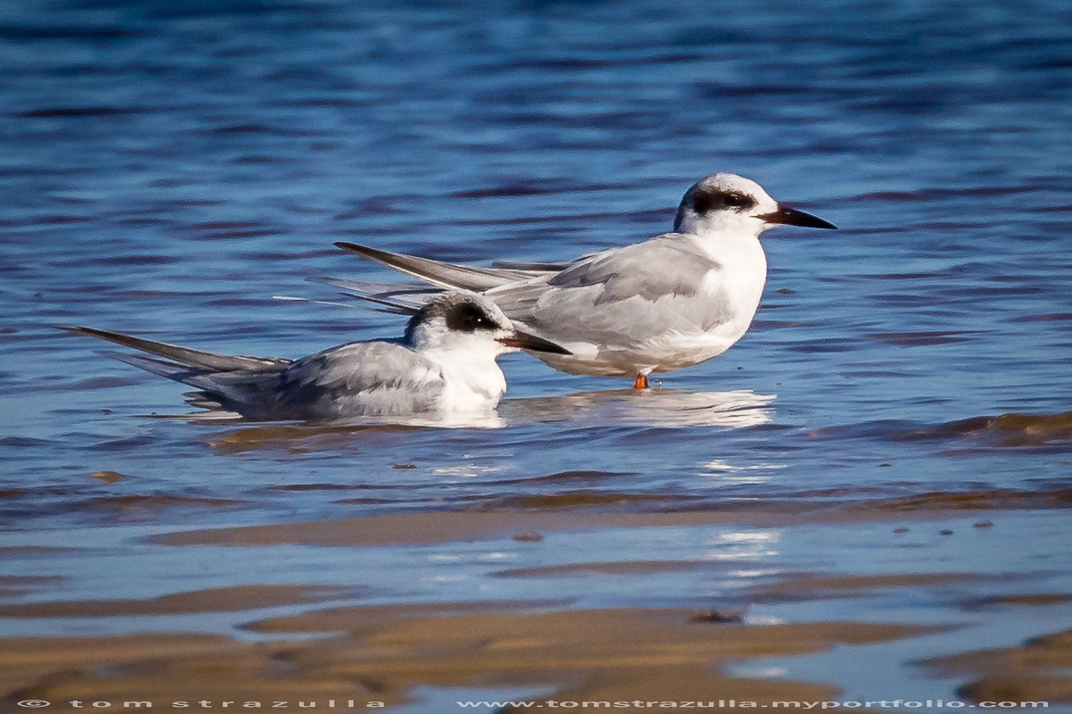 Forster's Tern