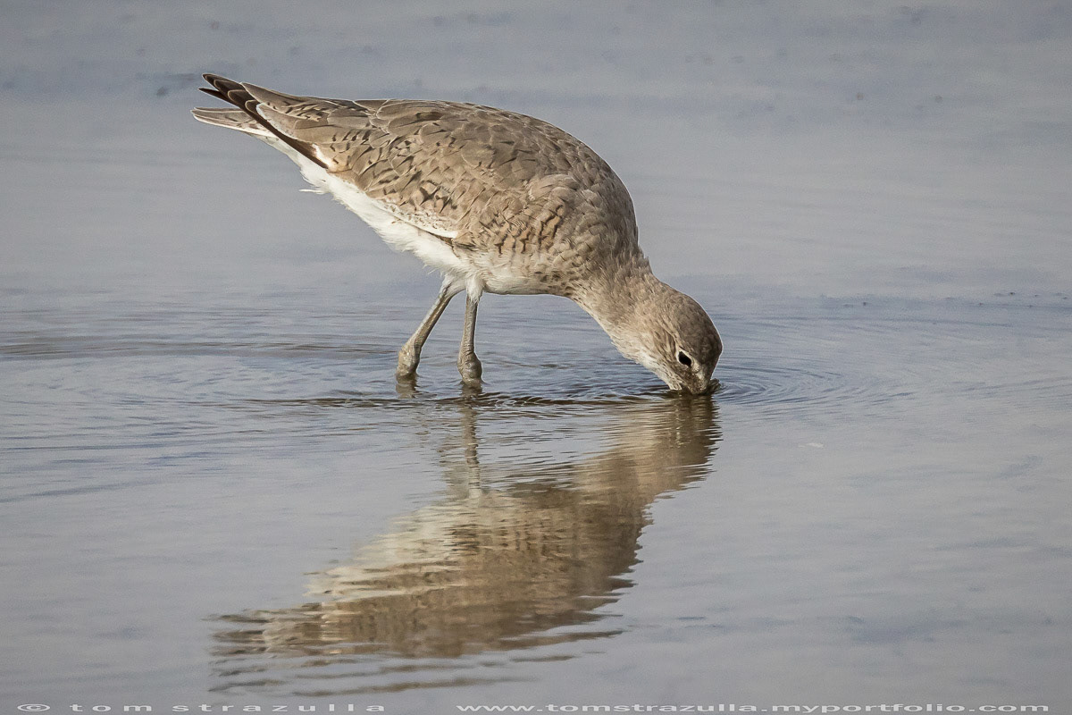 Willet