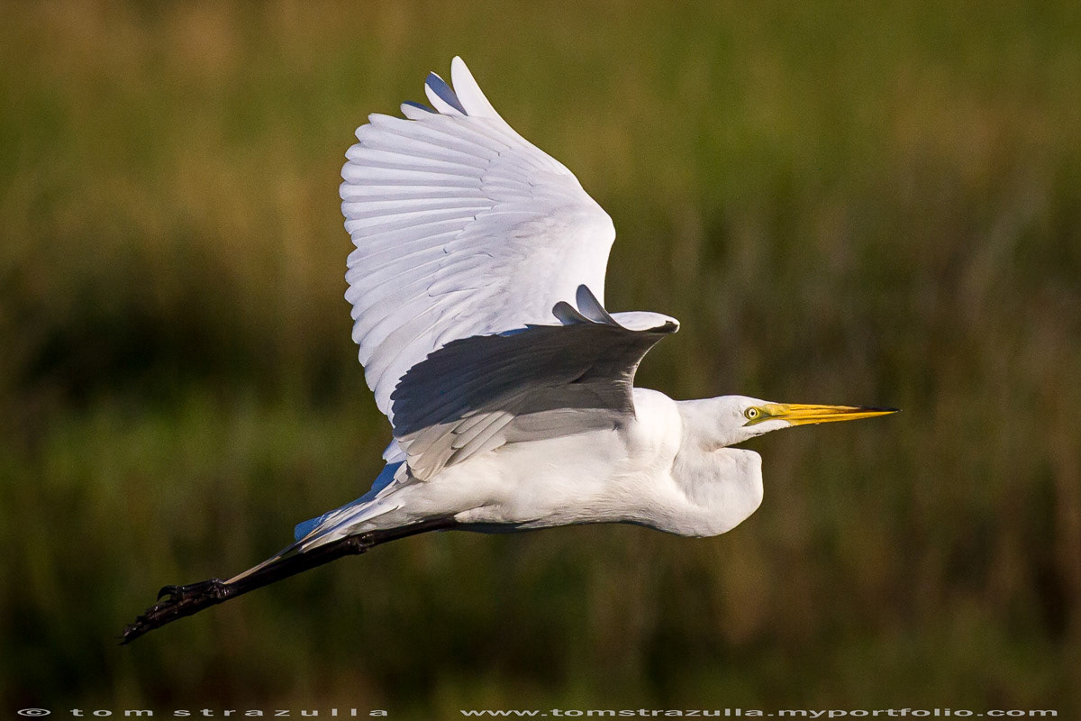Great Egret