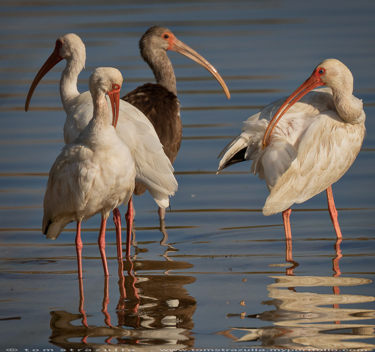 White Ibis