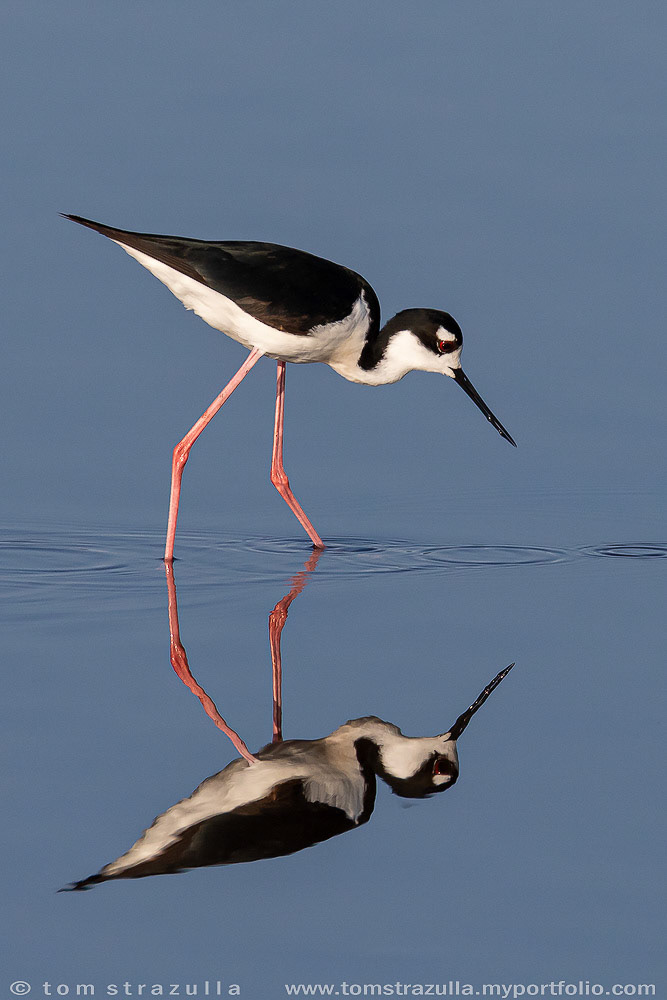 Black-necked Stilt