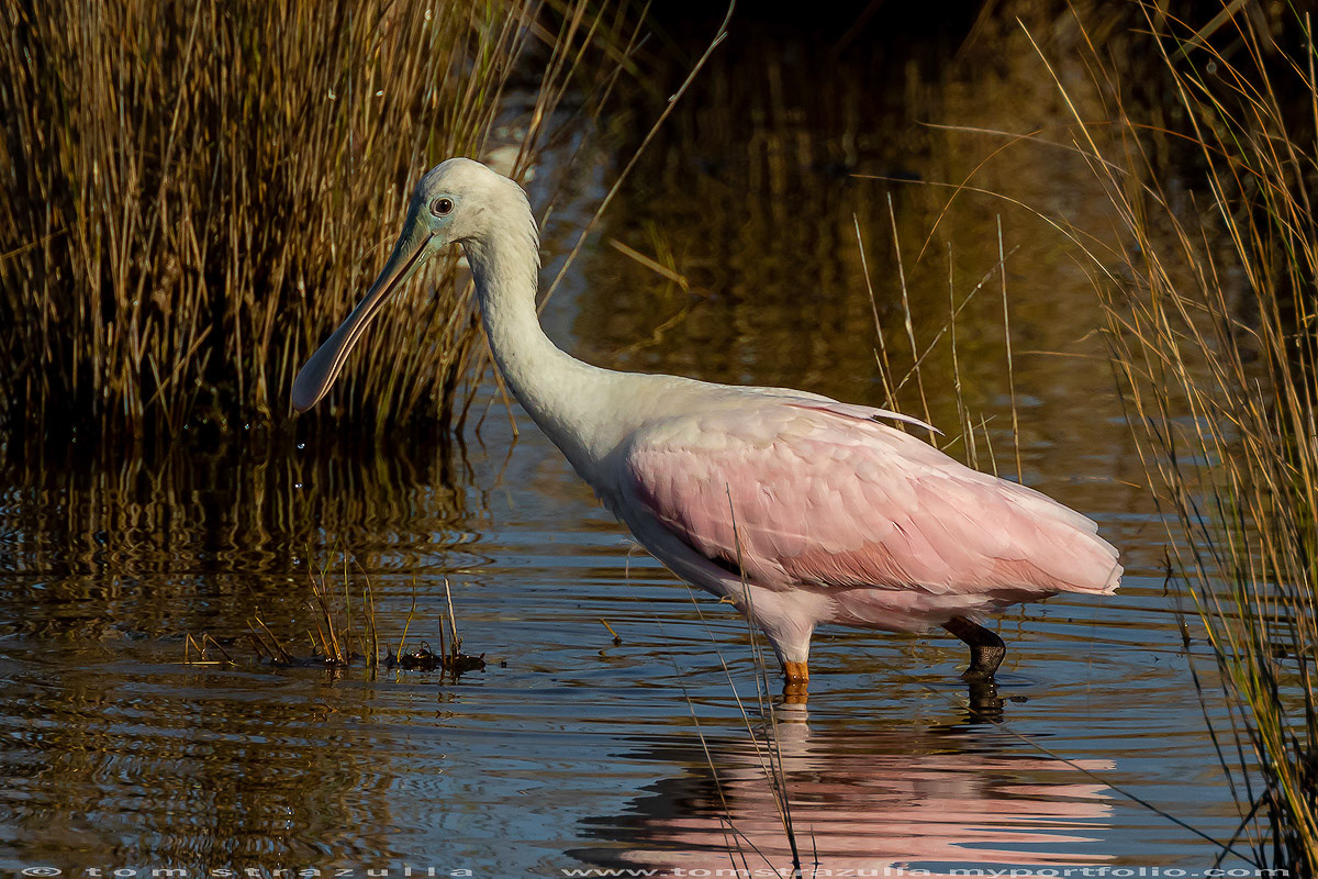 Roseate Spoonbill
