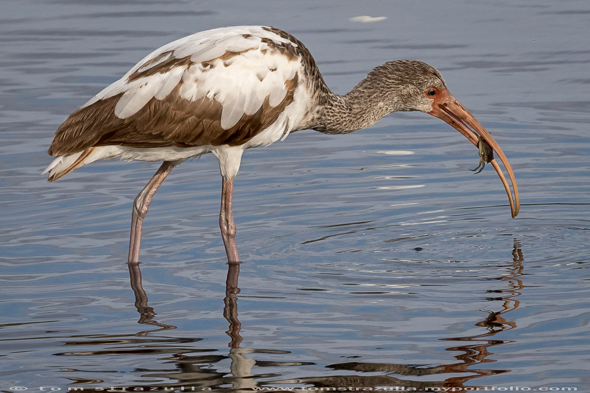 White Ibis (Juvenile)