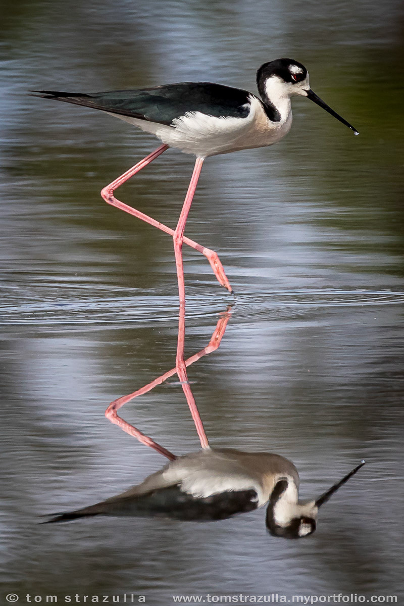 Black-necked Stilt