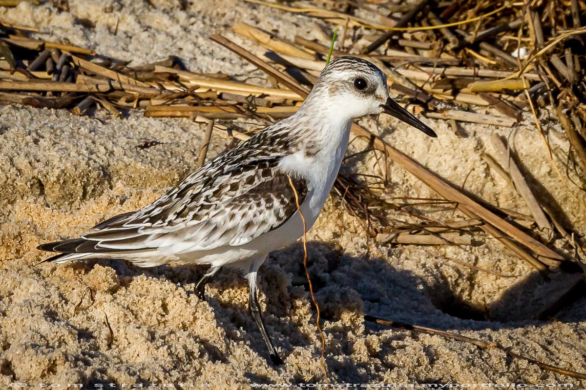 Black-bellied Plover