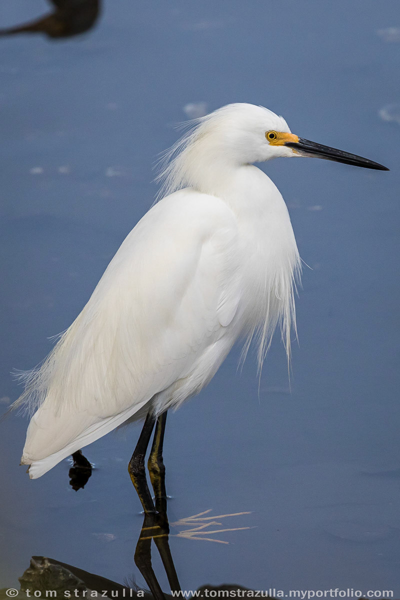 Snowy Egret