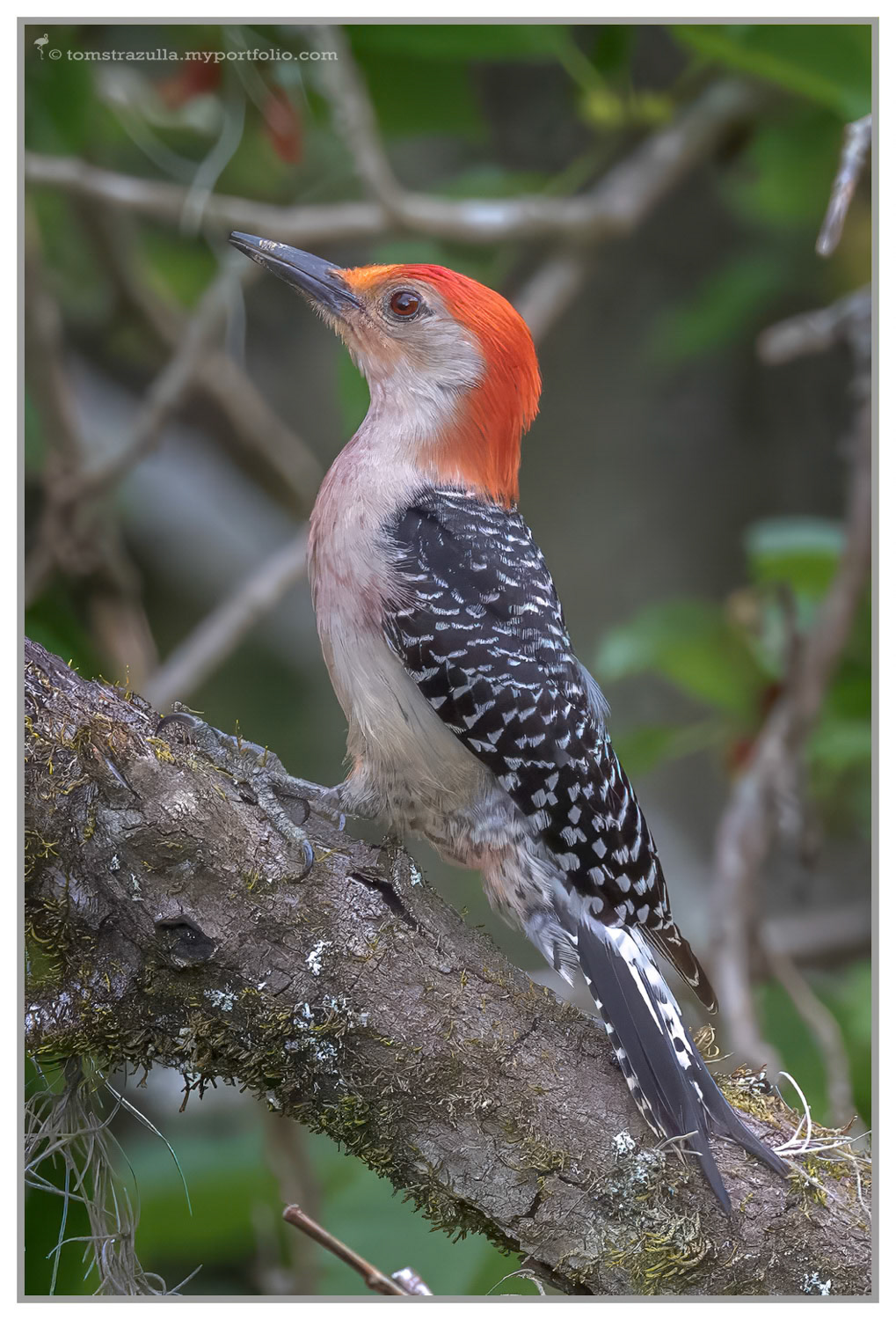 Red-bellied Woodpecker (Birdsong)