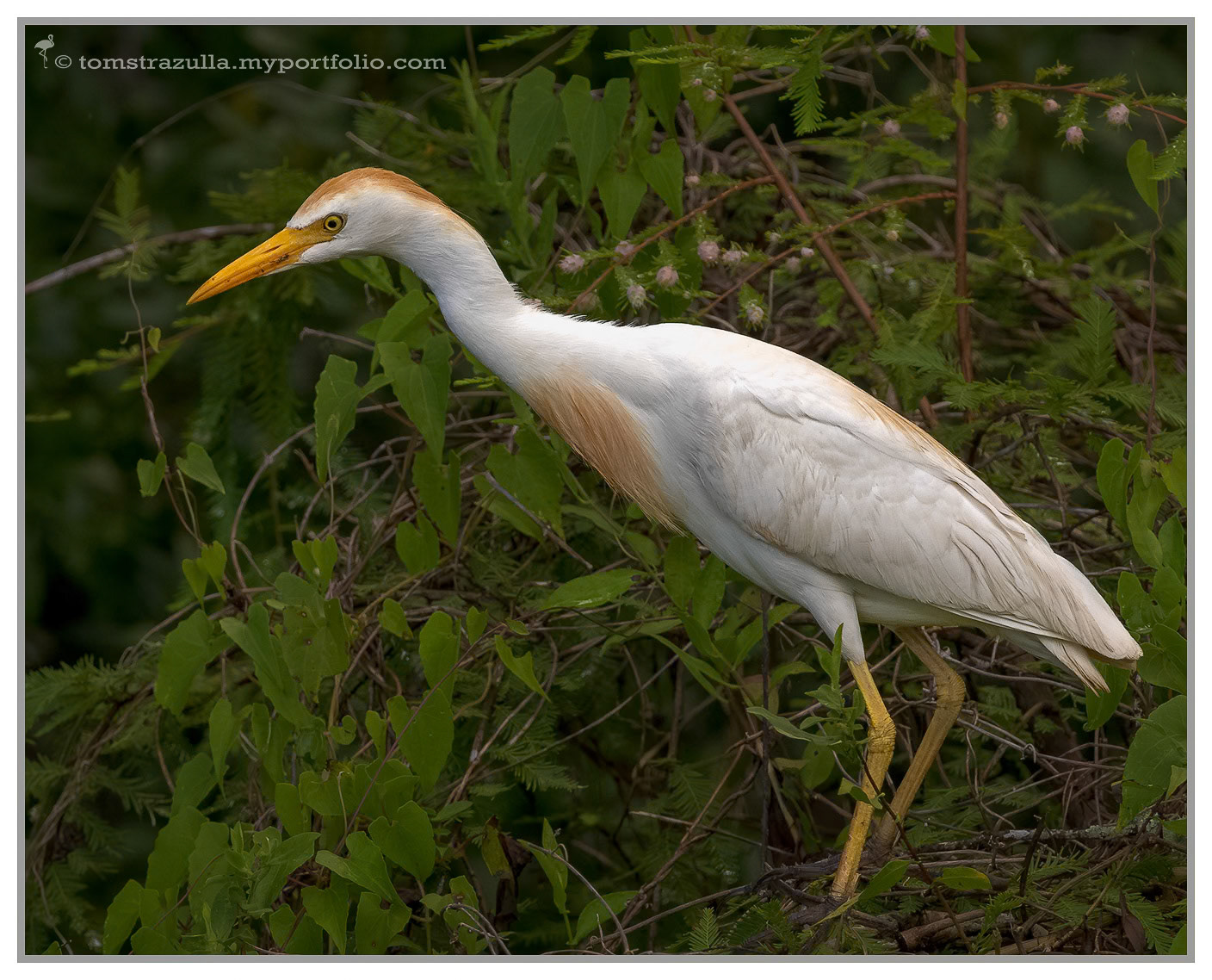 Cattle Egret (Wakulla Springs)