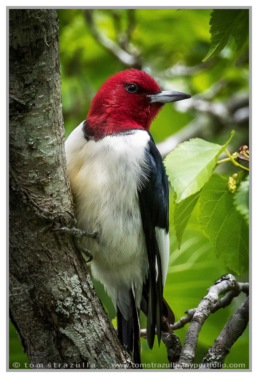Redheaded Woodpecker