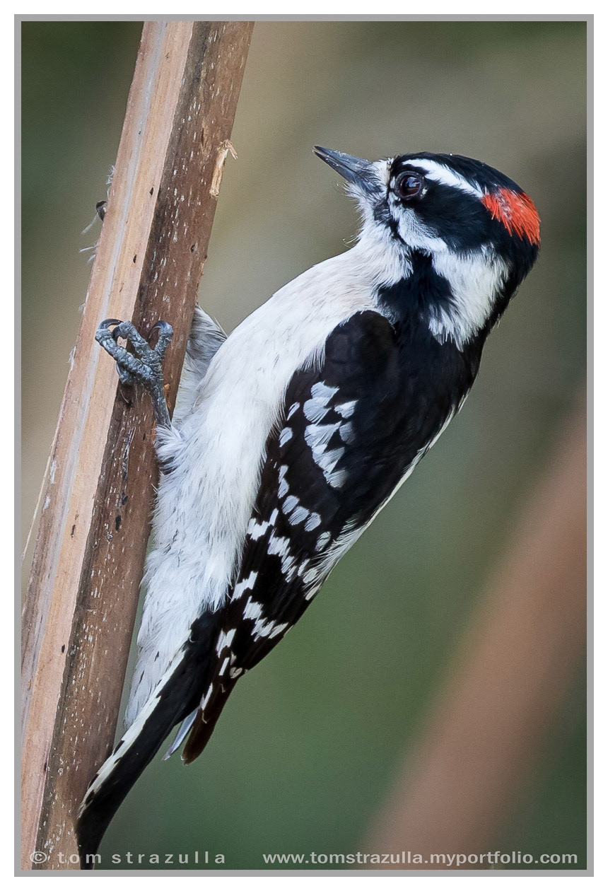 Downy Woodpecker