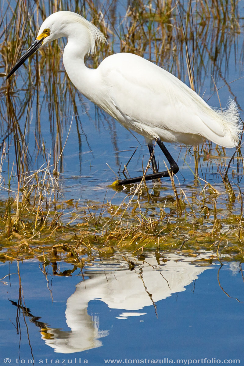 Snowy Egret