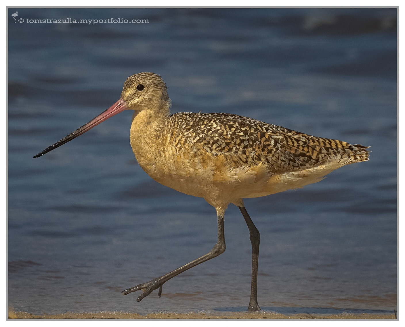 Marbled Godwit (Bald Point State Park)