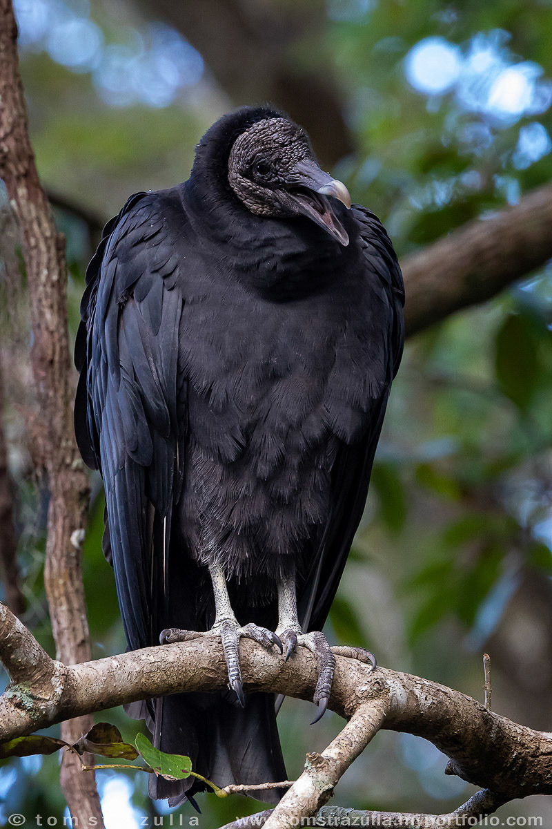 Black Vulture