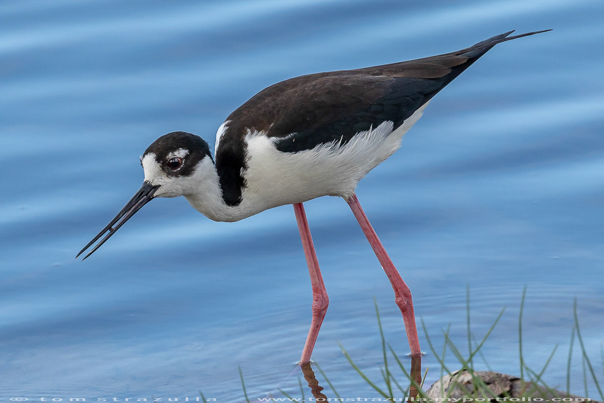 Black-necked Stilt