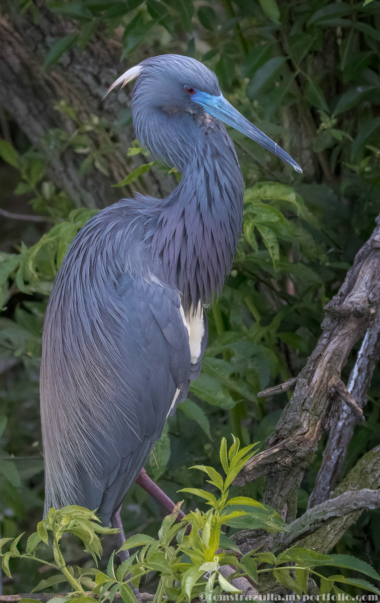 Tri-colored Heron