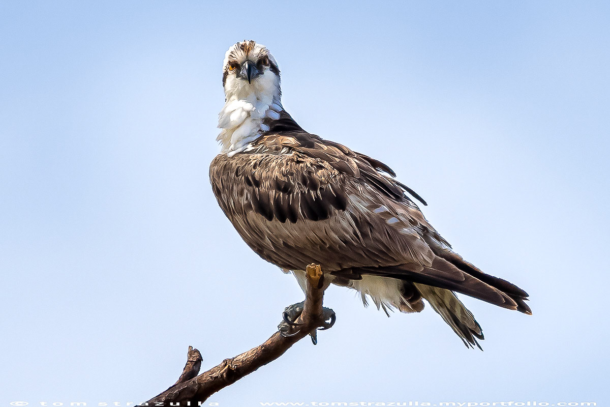 Osprey