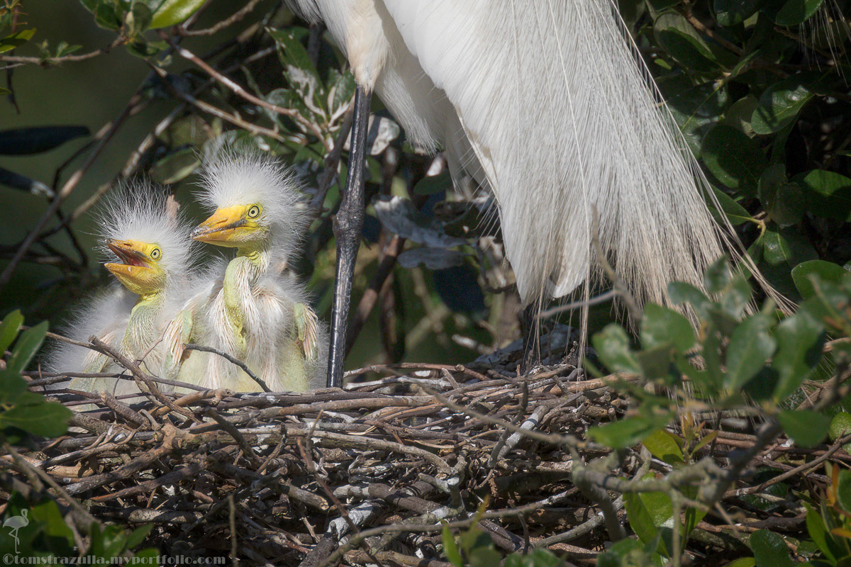 Great Egret