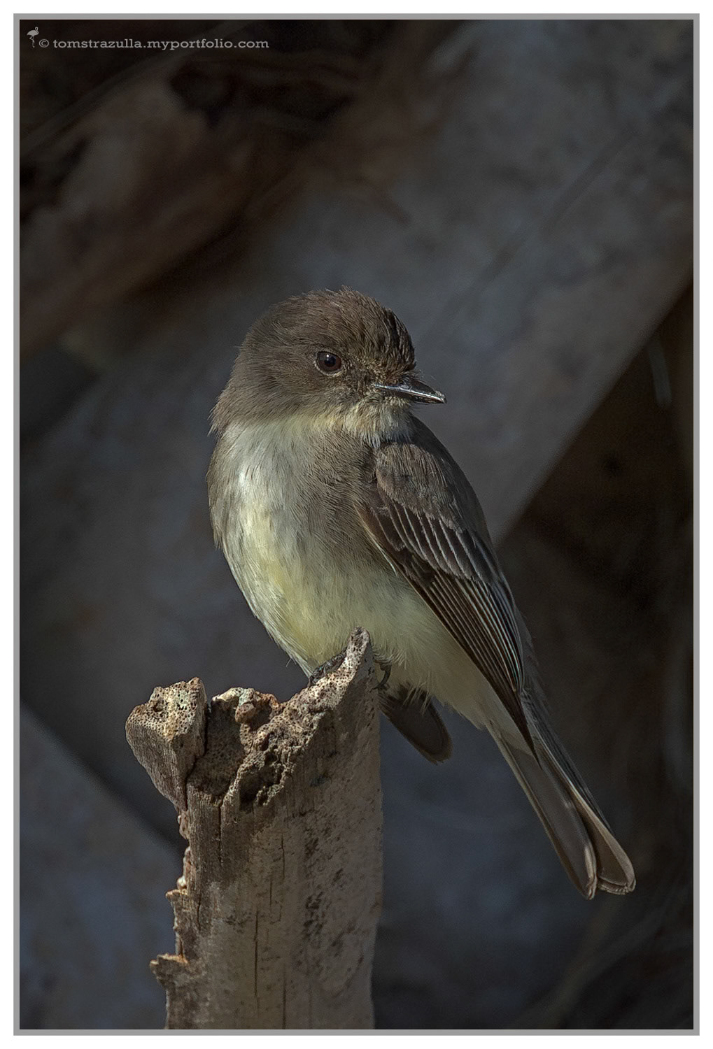 Eastern Phoebe