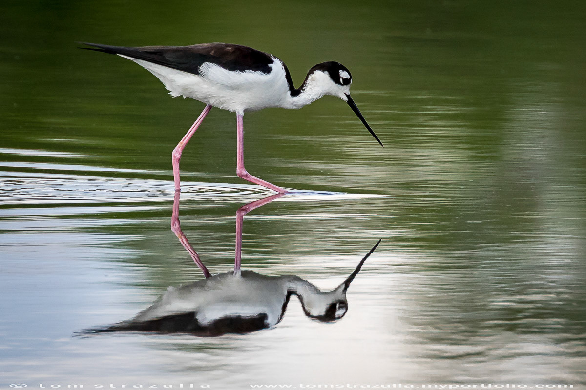 Black-necked Stilt