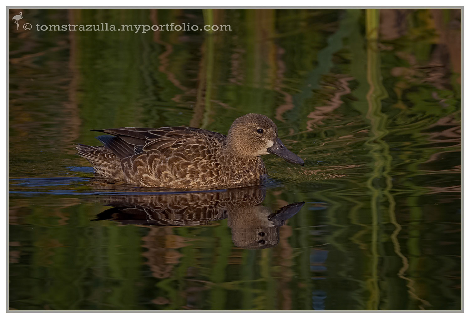 Blue-winged Teal (hen)