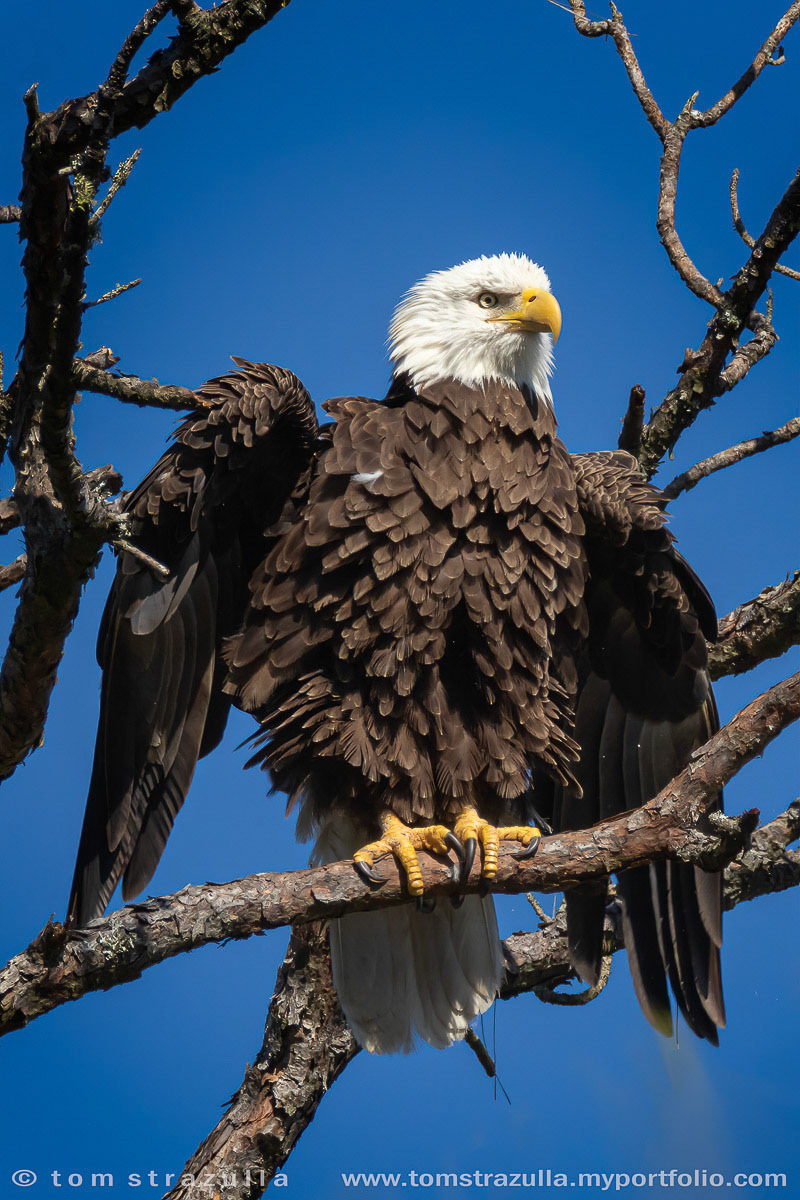 Bald Eagle