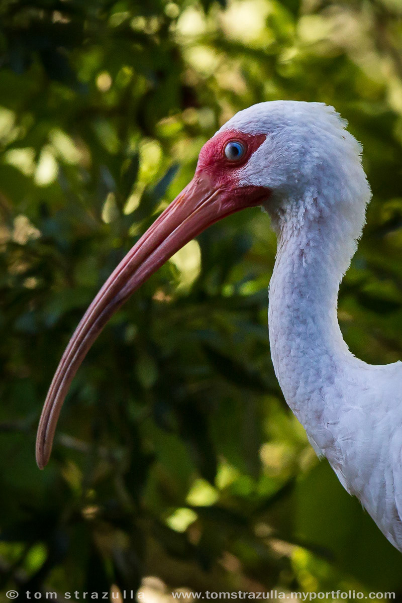 White Ibis