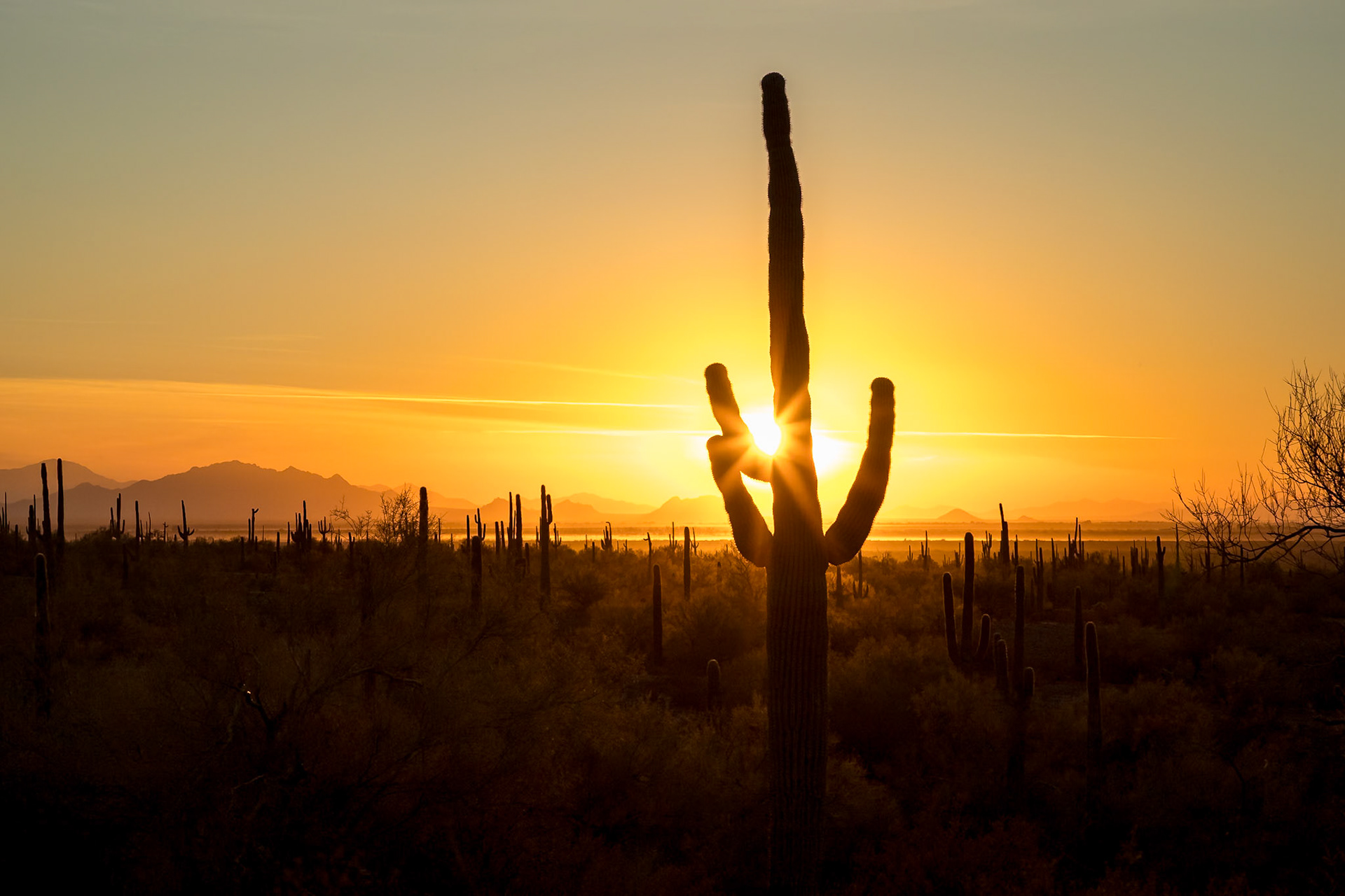 Silhouetted cacti stand tall against a vibrant sunset, highlighting the beauty of the Sonoran Desert.