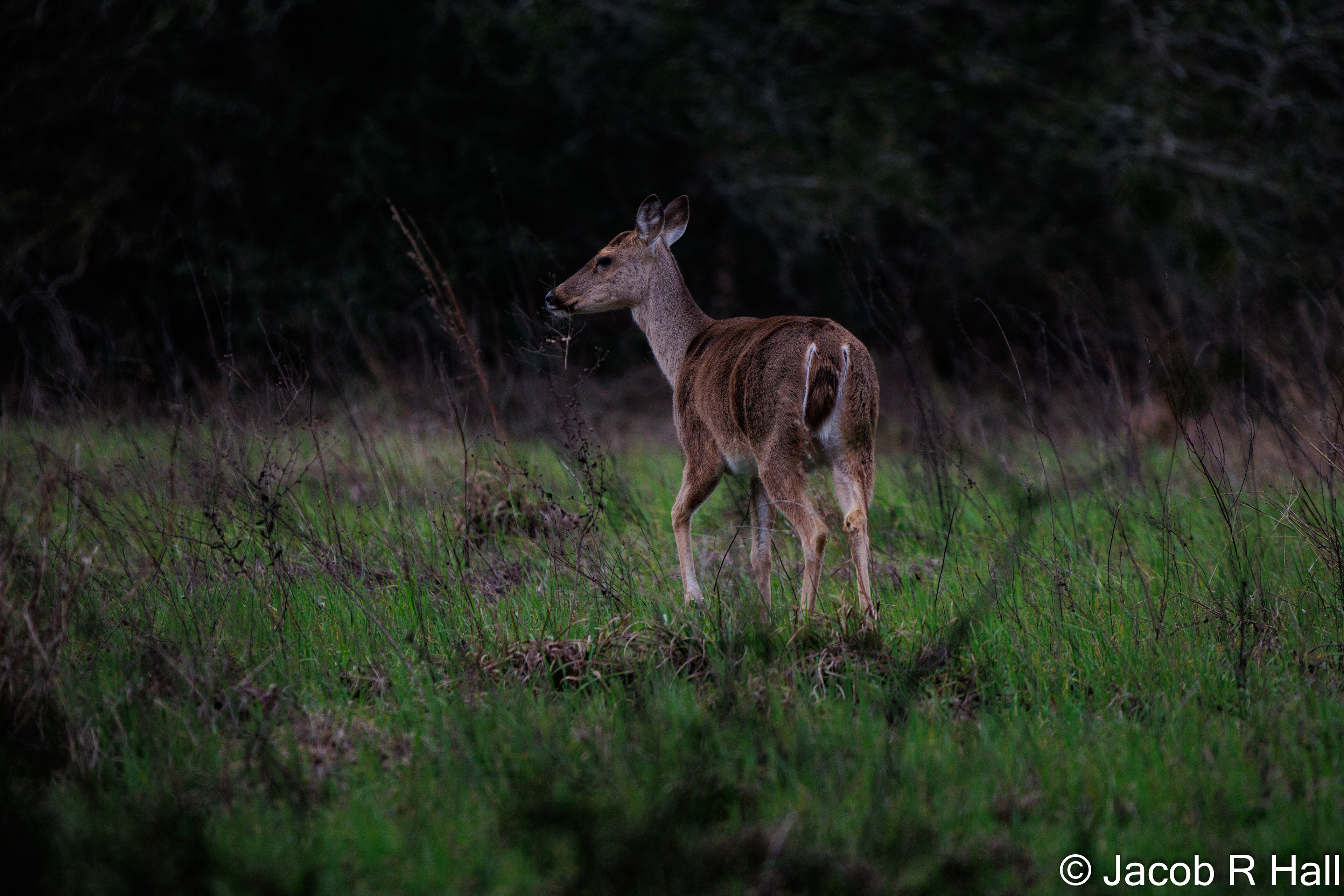 White-Tail Deer