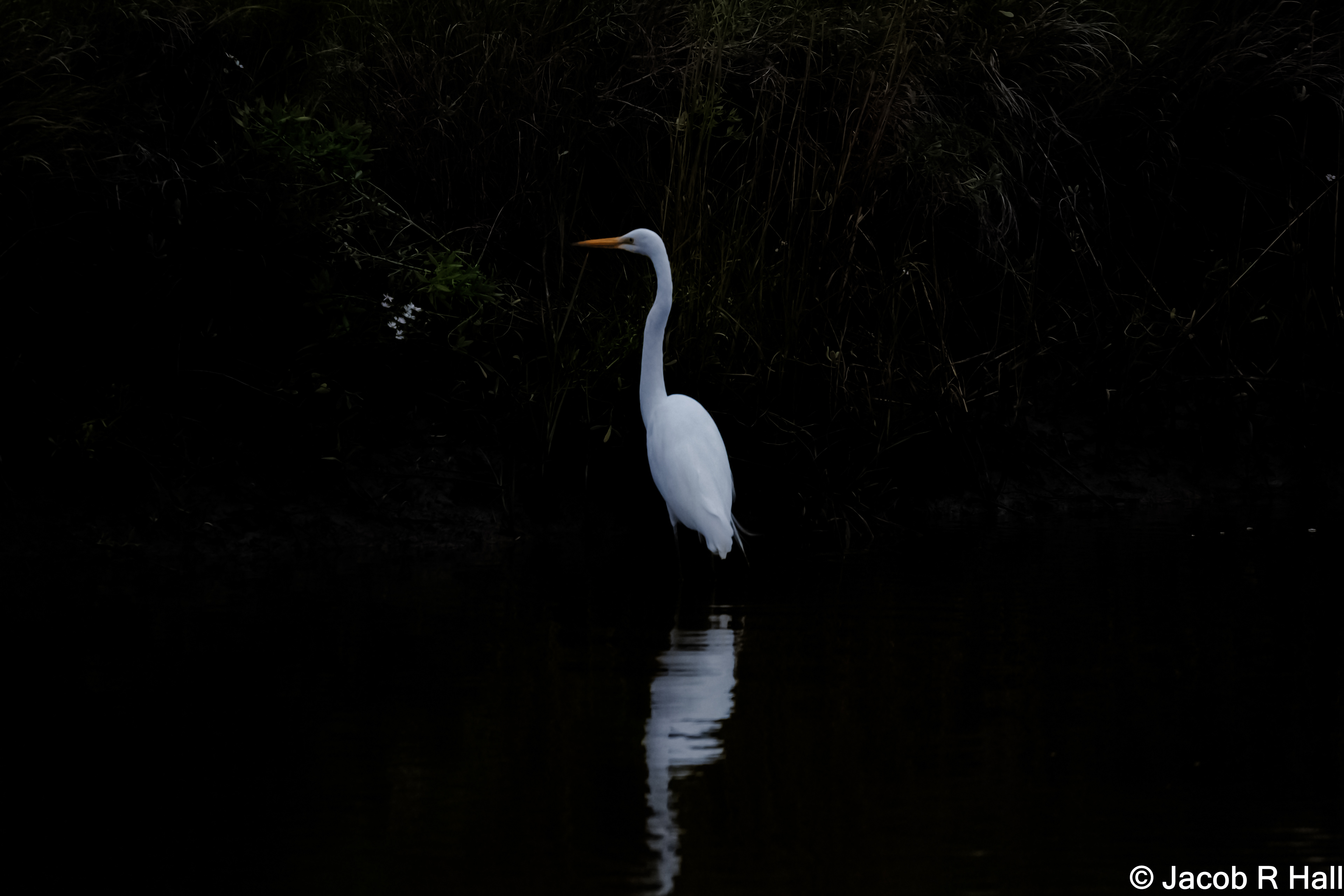 The Great Egret