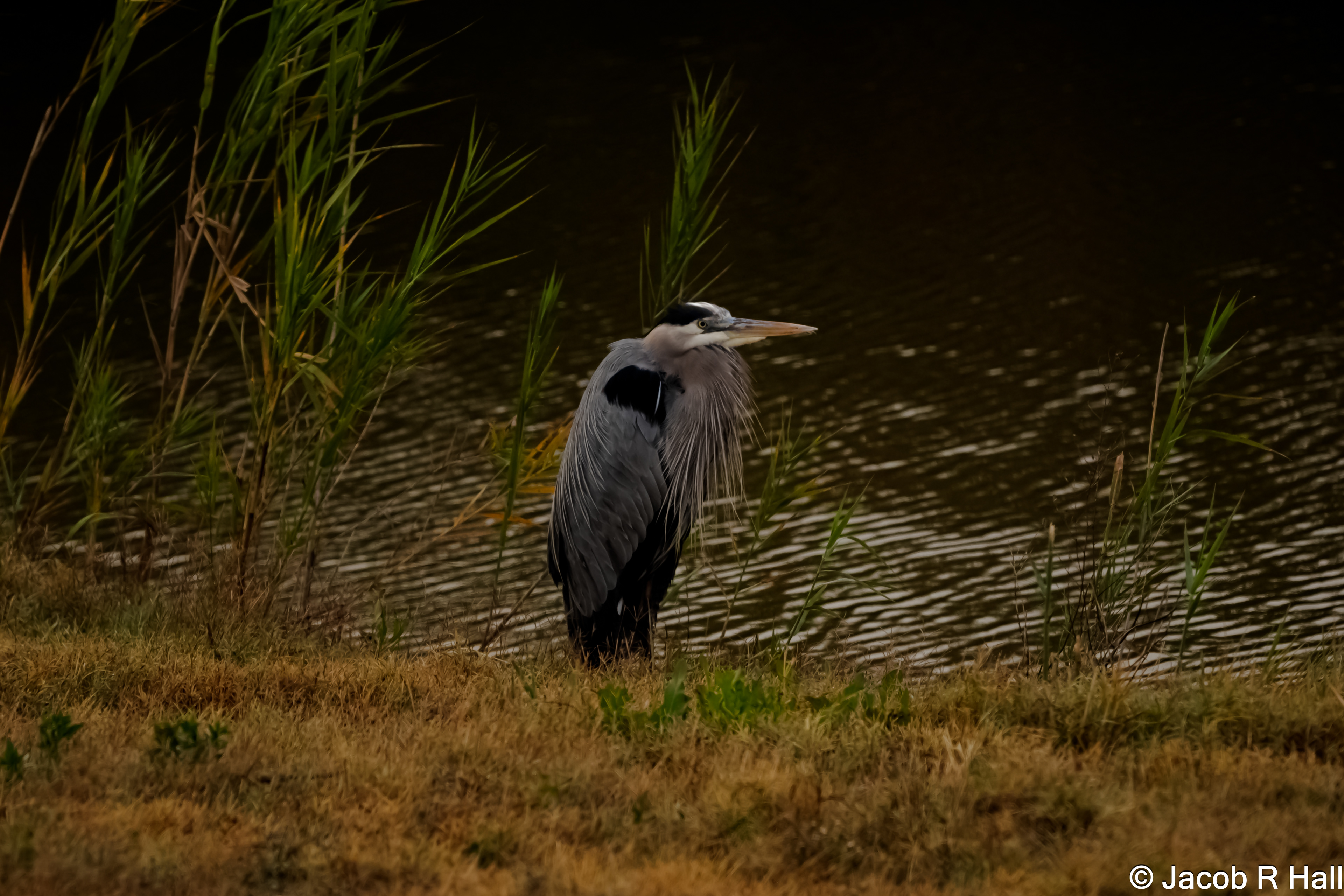 Great Blue Heron