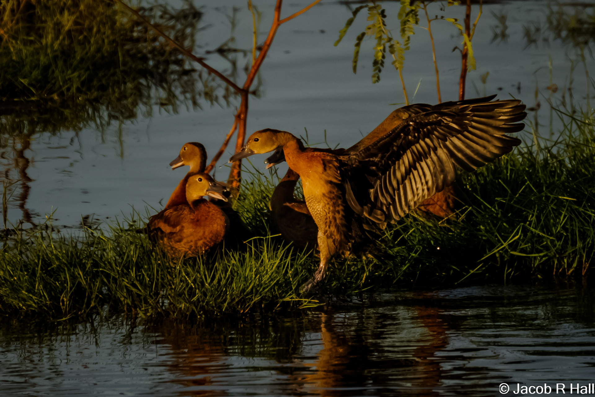 Whistling Duck