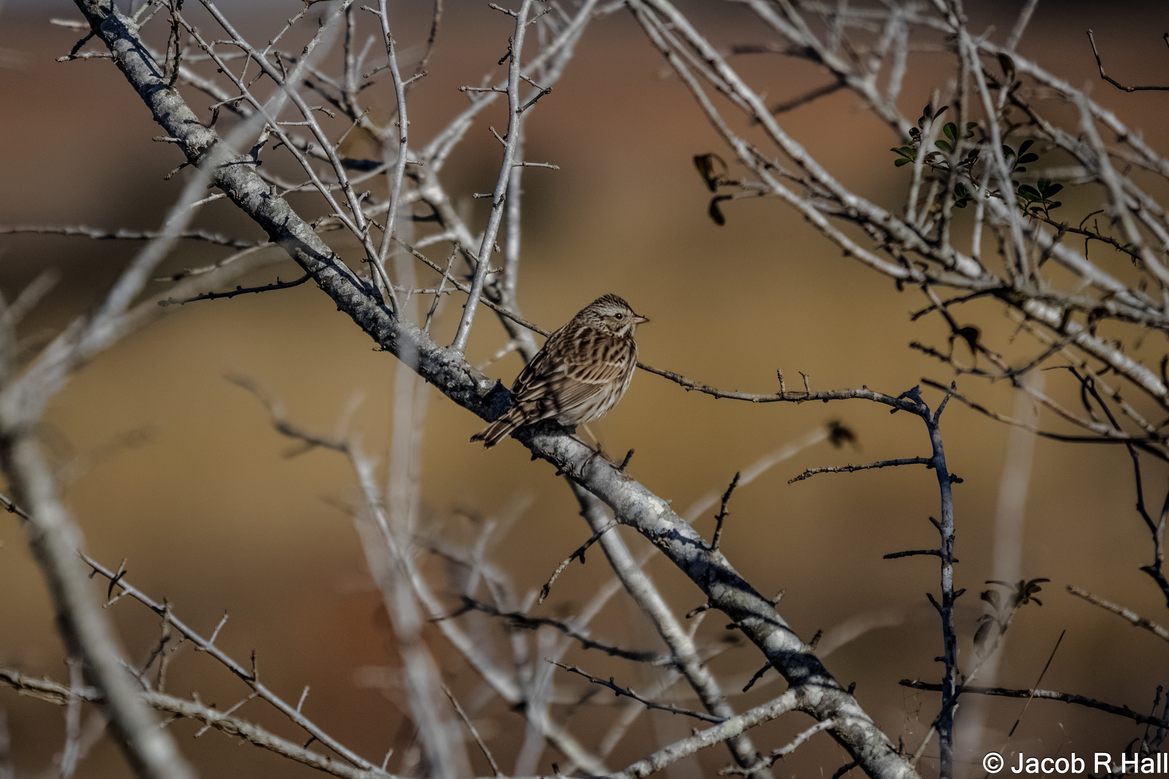 Savannah Sparrow