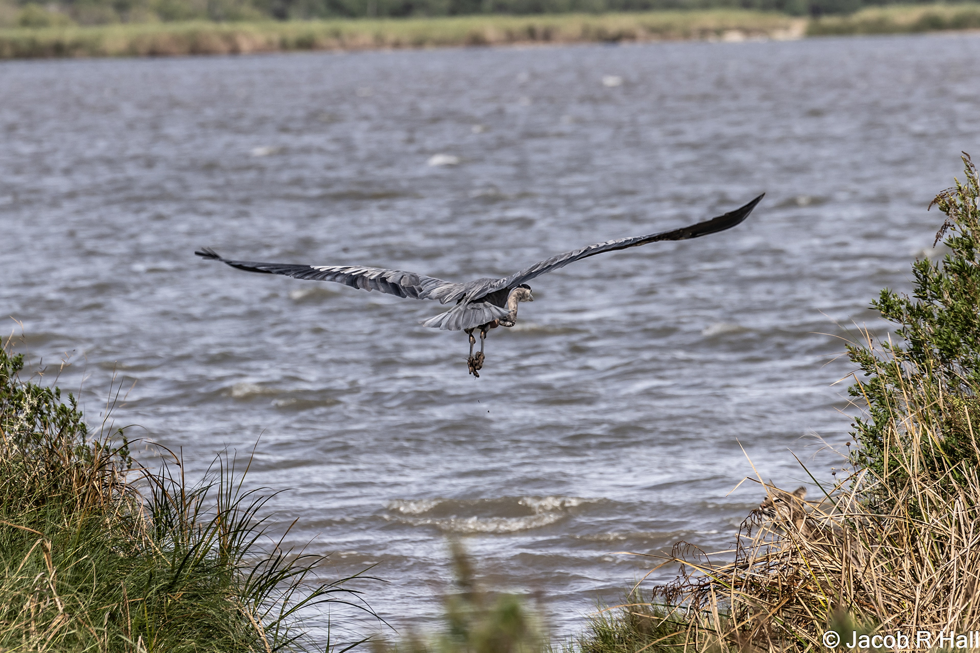 Great Blue Heron about to be attacked by bobcat in lower right corner